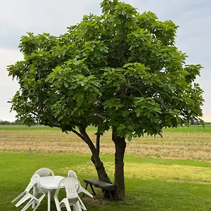 Ca' Rosin - Tra Relax E Privacy Meolo